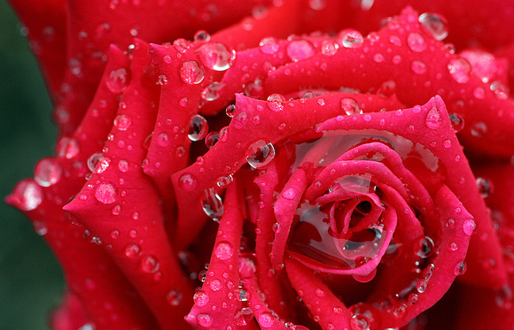Rose with Raindrops by Alonso Gudino October, 2009